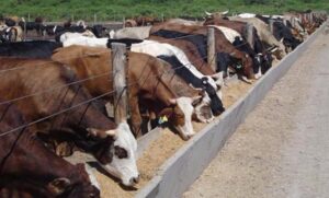 feedlot