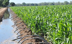 peligran_rendimientos_del_maxz_en_guasave_por_falta_de_riego_crop1618678511796