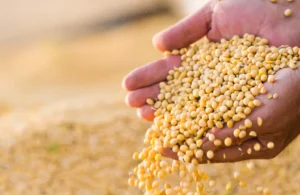 depositphotos_126722870-stock-photo-soya-bean-seed-in-hands