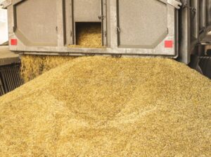 un-camión-descarga-el-grano-en-almacenamiento-y-una-planta-de-tratamiento-instalación-del-descargando-la-producción-maíz-126309750